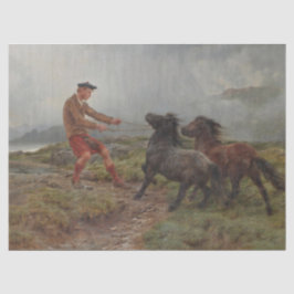 Papel De Seda Dois Pôs Shetland numa Paisagem Escocitária Mistur