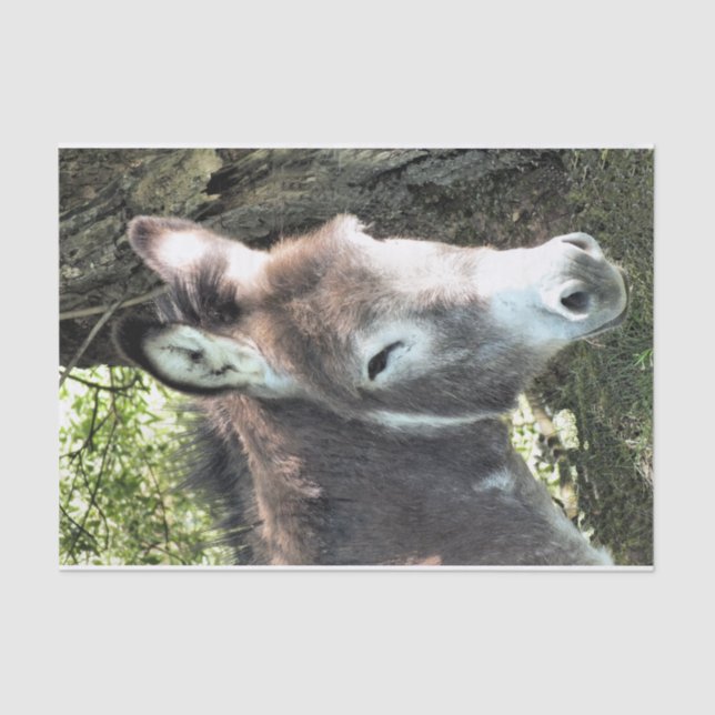 PAPEL DE SEDA DONKEY (Frente )