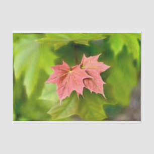 Papel De Seda Duas folhas de maple