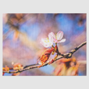 Papel De Seda Duas Incríveis Flores Sakura. Cor-de-rosa, fundo a