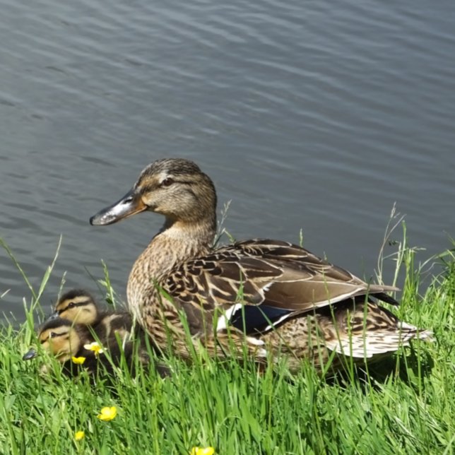 PAPEL DE SEDA DUCK E DUCKLAND (A female Mallard duck and her adorable ducklings.)