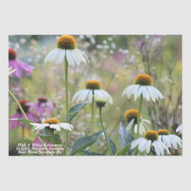 Papel De Seda Echinacea Rosa e Branco (Frente )