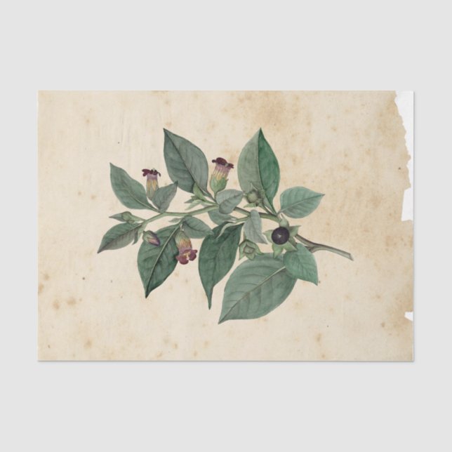 Papel De Seda Efêmeras de Bruxa  Série de Design #11 (Frente )
