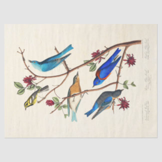Papel de seda efêmero de pássaros Audobon