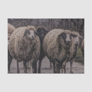 Papel De Seda Efetivo fazenda de ovelhas de fazenda rodoviária r