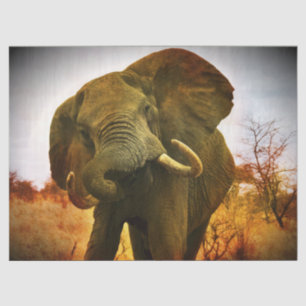 Papel De Seda Elefante Africano