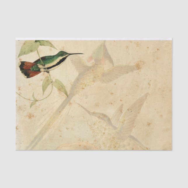 Papel De Seda Elegante Hummingbird (Frente )