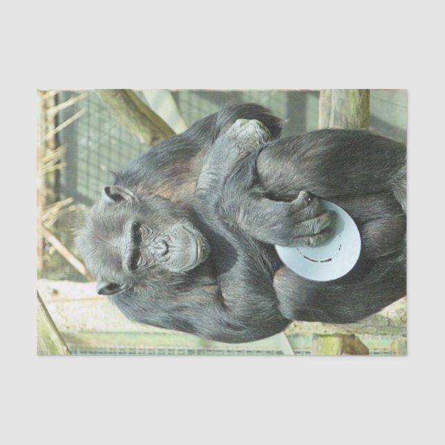 PAPEL DE SEDA ENGRAÇADO (Frente )