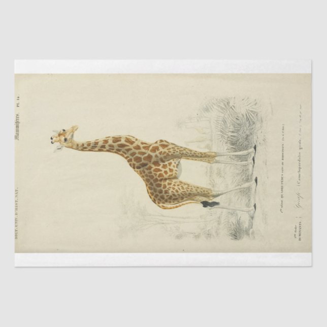 Papel De Seda Ephemera Decoupage Giraffe (Frente )