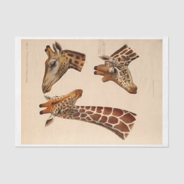 Papel De Seda Ephemera Decoupage Giraffe (Frente )