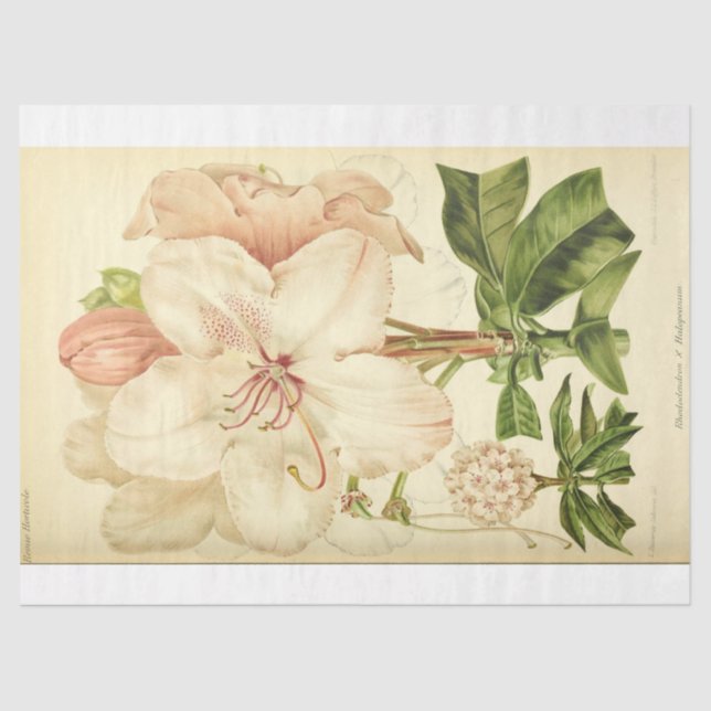 Papel De Seda Ephemera Floral Descamação Branca Rosa Rhododendri (Frente )