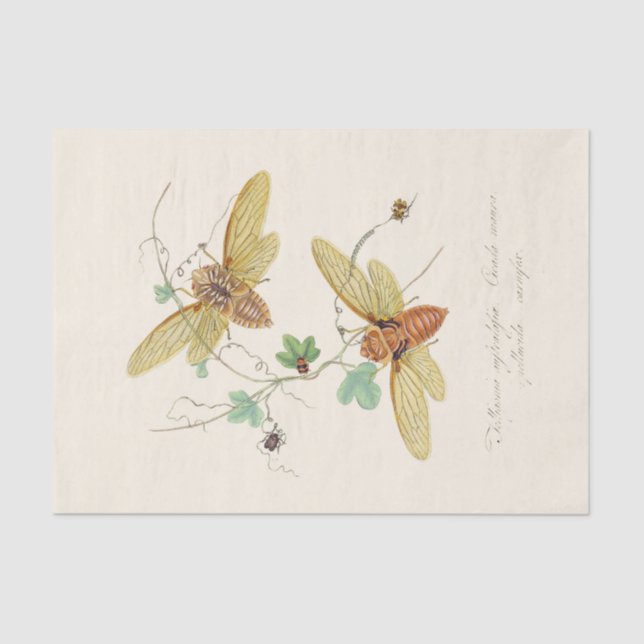 Papel De Seda Epitoma da História Natural dos Insetos (Frente )