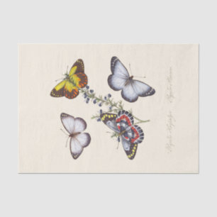 Papel De Seda Epitoma da História Natural dos Insetos