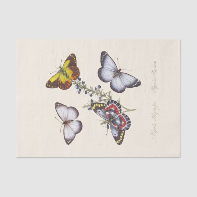 Papel De Seda Epitoma da História Natural dos Insetos (Frente )