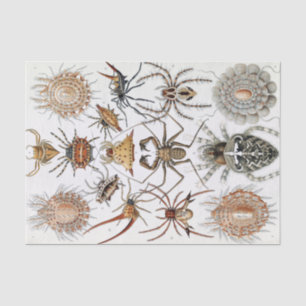 Papel De Seda Ernst Haeckel Arachnida Spiders Poster