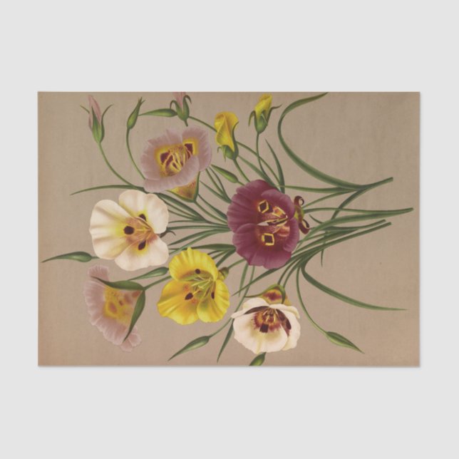 Papel De Seda Especificação de Calochorti. Div. por Arentina Are (Frente )