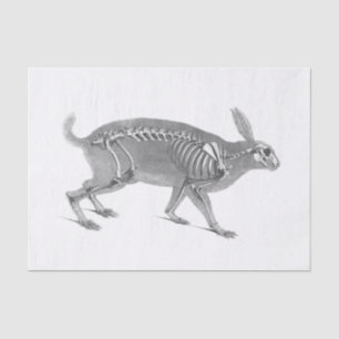 Papel De Seda Esqueleto de coelho assustador