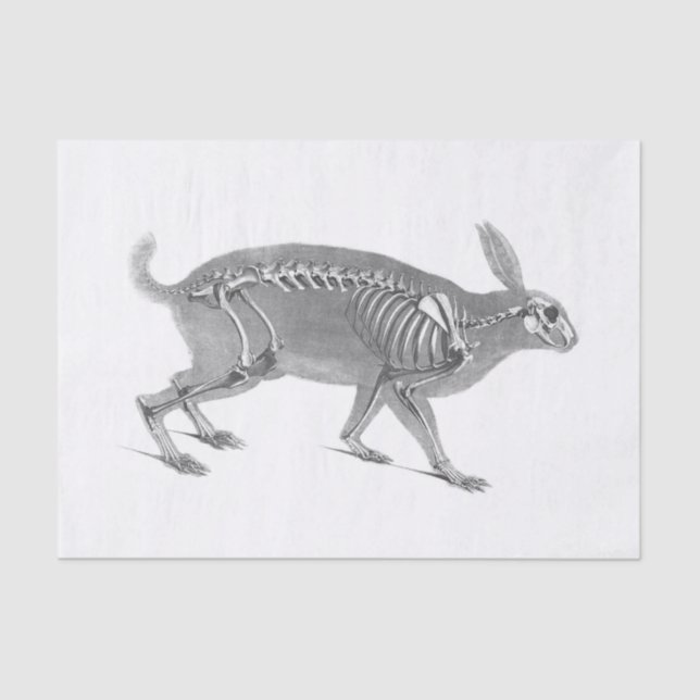 Papel De Seda Esqueleto de coelho assustador (Frente )