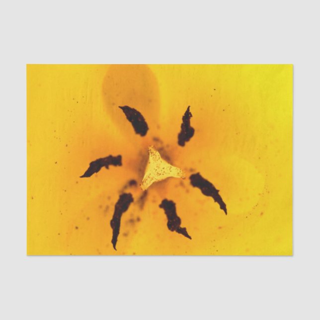 Papel De Seda Estame e pólen de tulipa (Frente )