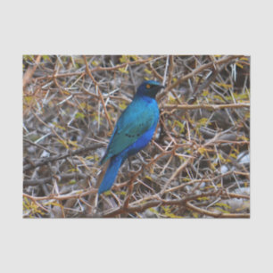 Papel De Seda Estorninho Vermelho Azul Maior