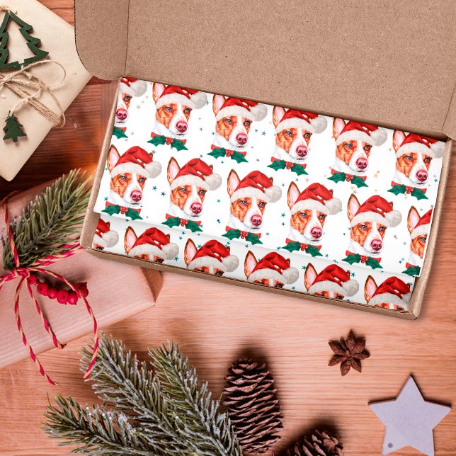 Papel De Seda Estrelas de Natal do Cachorro Podengo Português (Criador carregado)