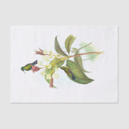 Papel De Seda Eucephala caerulea (Espião-de-Cama-Azul)