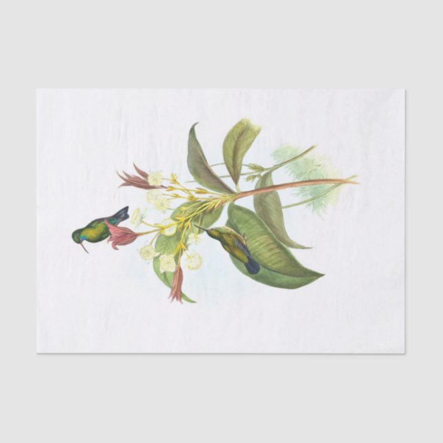 Papel De Seda Eucephala caerulea (Espião-de-Cama-Azul) (Frente )