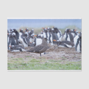 Papel De Seda Excelente Skua em frente à colônia de pinguins