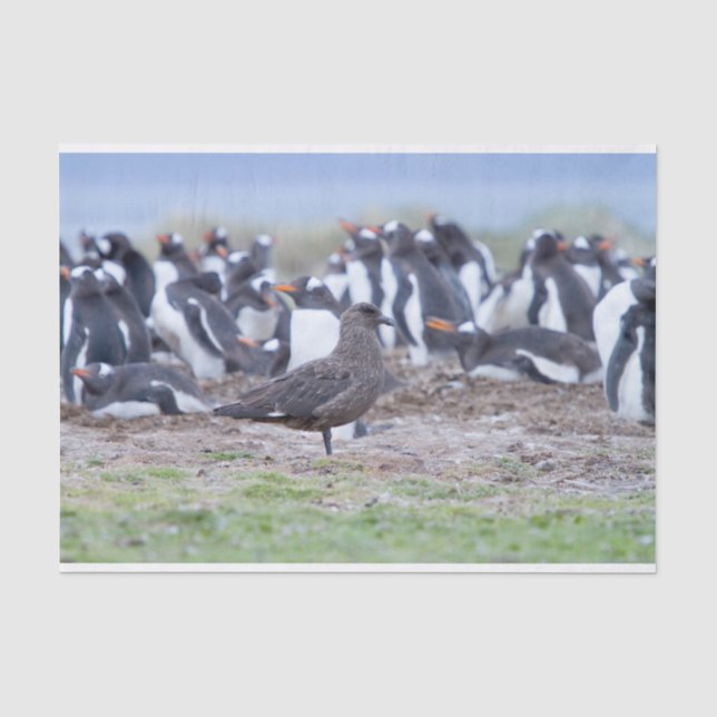 Papel De Seda Excelente Skua em frente à colônia de pinguins (Frente )