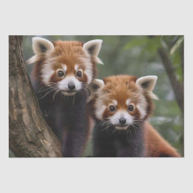 Papel De Seda Exploradores de Árvore: Pandas Vermelhas Bebidas O (Frente )