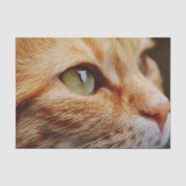 Papel De Seda Face determinada de um gengibre