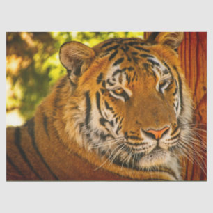 Papel De Seda Face Majestosa