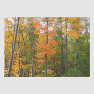 Papel De Seda Fall Maple Trees Autumn Nature Fotografia