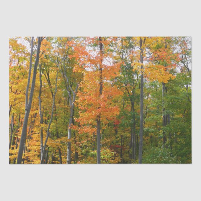 Papel De Seda Fall Maple Trees Autumn Nature Fotografia (Frente )