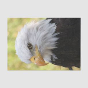 Papel De Seda Falln Bald Eagle Liberty