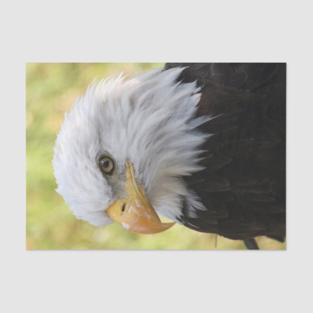 Papel De Seda Falln Bald Eagle Liberty (Frente )