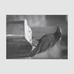 Papel De Seda Falln encontrou uma pena