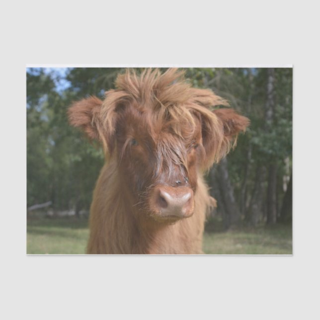 Papel De Seda Fechamento Da Vaca, Parte 2: Edição De Disquete (Frente )