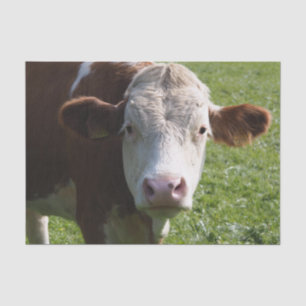 Papel De Seda Fechamento da Vaca, Parte 3