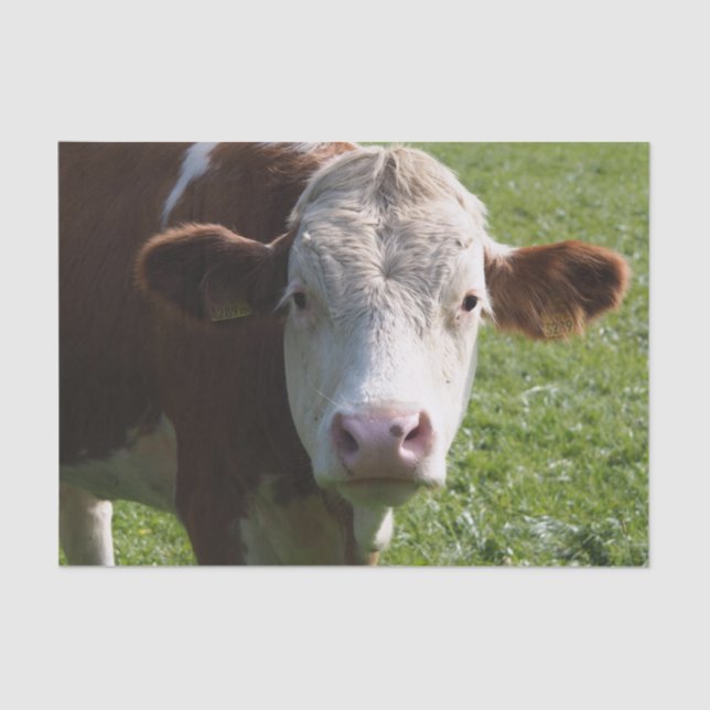 Papel De Seda Fechamento da Vaca, Parte 3 (Frente )