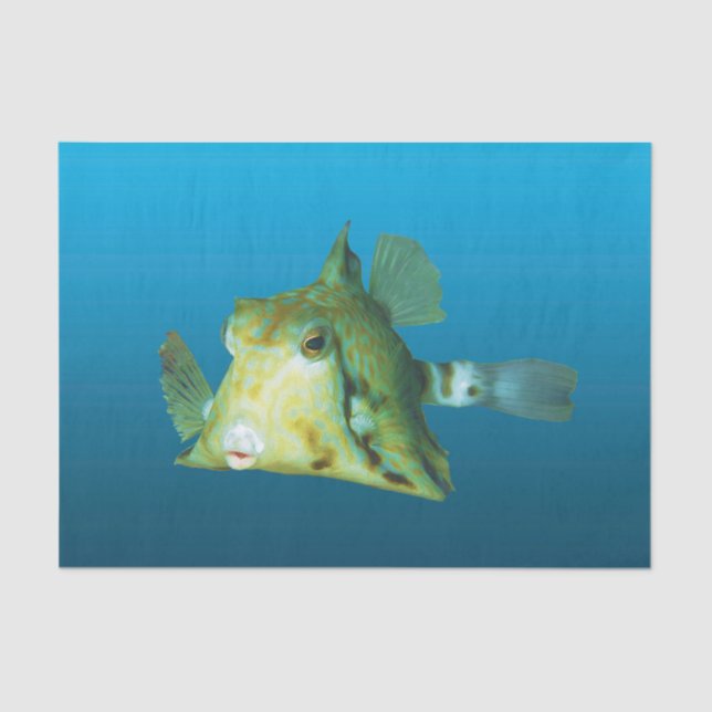 Papel De Seda Fecho de Boxfish! Fundo azul gradiente | (Frente )