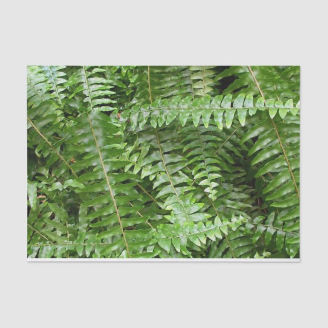 Papel De Seda Fern Frontes I Green Nature (Frente )