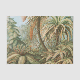 Papel De Seda Ferns, Filicinae Laubfarne por Ernst Haeckel