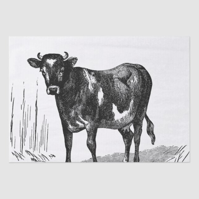 Papel De Seda Festa de Fazenda de vacas do País Cinto (Frente )