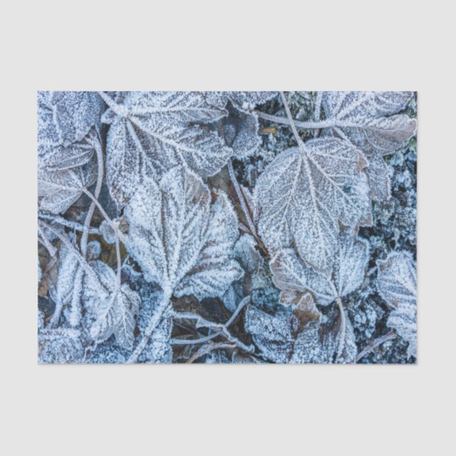 Papel De Seda Festa de Natal Azul Deixa Férias de Neve no invern (Frente )