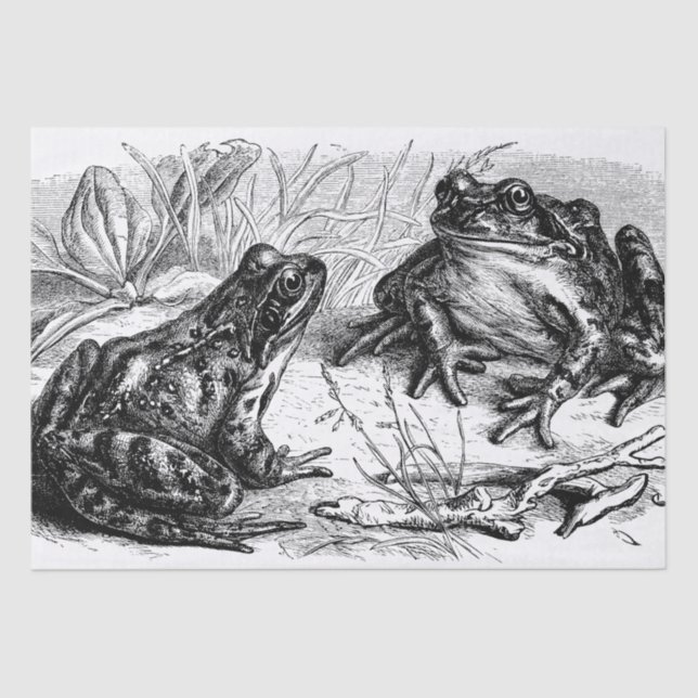 Papel De Seda Festa de Sapos de safra (Frente )