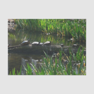 Papel De Seda Fileira de Tartarugas Foto Verde