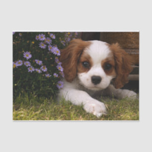 Papel De Seda Filhote de cachorro descuidado do Spaniel de rei