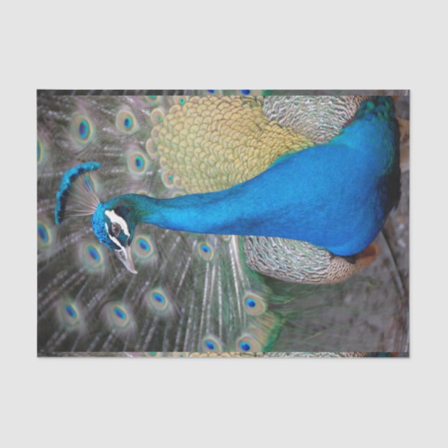 Papel De Seda Fim-acima colorido do pavão (Frente )