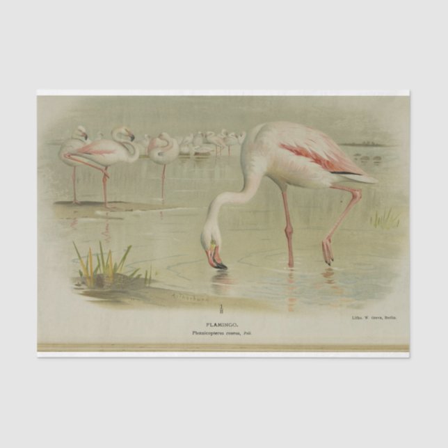 Papel De Seda Flamingoas Aves Ephemera Decoupage (Frente )